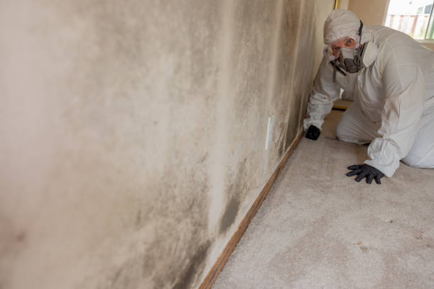  Gloversville, NY Mold Removal Pros